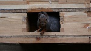 осторожная белка