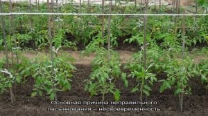 Что делать, когда помидоры плохо растут