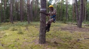 Отборы живой хвои сосны в лесах Брянской области