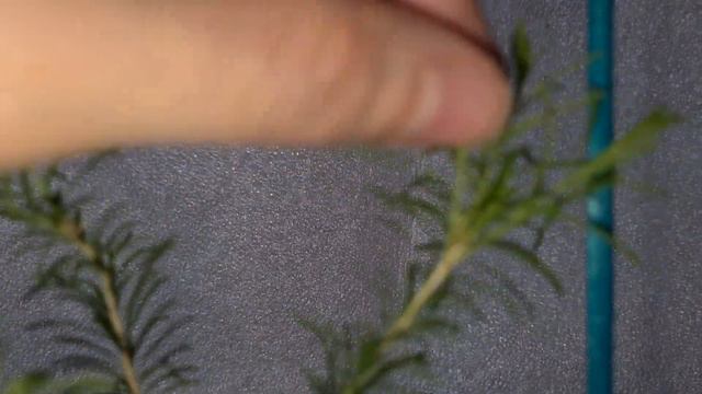 Мирт Мелалеука альтернифолия 2 смотреть онлайн