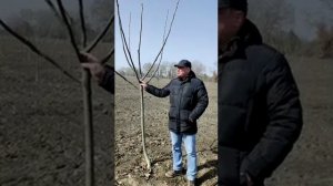 AGROKARADAG - Green Life Питомник, Саженец грецкого ореха Чандлера, Саженец миндаля, Саженец фрукто