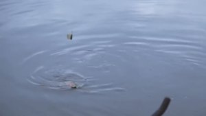 Ловля форели на пасту
