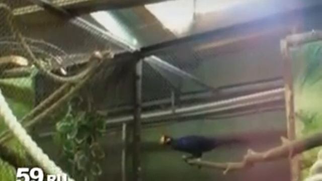 В зоопарк Перми прибыли новые тропические птицы смотреть онлайн