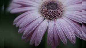 Сборник Нашидов - Грустные Нашиды 2021