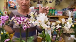 Фаленопсис мультицветковый 4 ствола | Обзор сортов | Что такое мультифлора и грандифлора