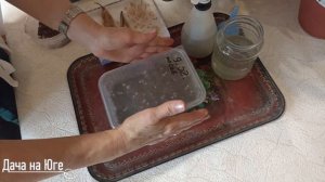 Дача на Юге - Как посеять семена олеандра