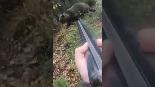 ? Встреча с МЕДВЕДЕМ в лесу... ( bear attacks russian man )