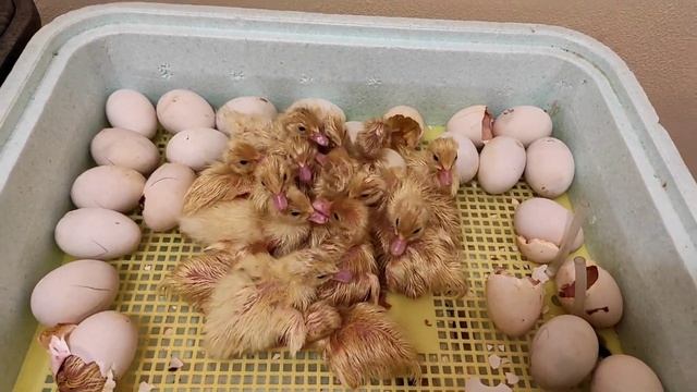 ИНКУБАЦИЯ ЯИЦ МУСКУСНЫХ УТОК. 100% РЕЗУЛЬТАТ. ТАКОМУ ВЫВОДУ ПОЗАВИДУЮТ ВСЕ. ОЧЕНЬ МНОГО УТЯТ.