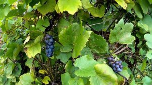 Виноград – не град: не бьет, не валит, а на ноги ставит. Виноград содержит ресвератрол