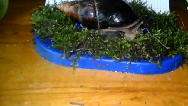 КАК НАЗВАТЬ КАНАЛ???? смотреть онлайн