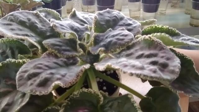 Фиалки-мой эксперимент. Такие сорта только на выброс!!! Часть 2. смотреть онлайн