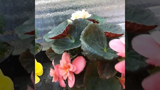 Как чувствует себя БЕГОНИЯ ЭЛАТИОР из подарка на 8 марта. https://youtu.be/0Uuu0C79hFs смотреть онлайн