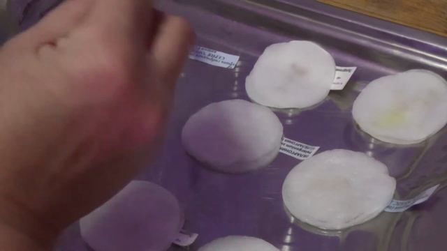 Сеем пеларгонию зональную семенами на рассаду смотреть онлайн