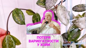 Потеря вариегатности у хойи или «резать, не дожидаясь перитонитов». Хойя вилбур грейвз Wilbur Graves