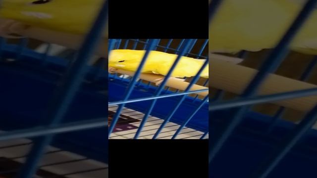 Как научить говорить совершенно дикого волнистого попугайчика возраста - 7мес.