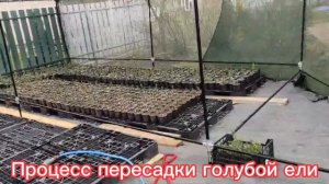 Процесс пересадки голубой ели "Глаука" 2-х летка.
