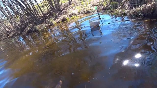 КАРАСЬ 1.5 кг на УЛЬТРАЛАЙТ!!! ЖОР карася на СПИННИНГ! Рыбалка на микроджиг - ловля окуня и карася!
