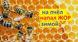 пчёлы. Закончился корм посреди зимы. Почему на пчёл нападает ЖОР. Огромный расход кормов.