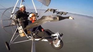 Невероятный Полет с Птицами. Уникальная Съемка. Птицы в Полете.