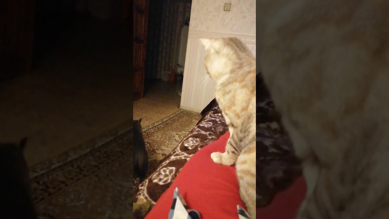 6 декабря 2020 г. смотреть онлайн