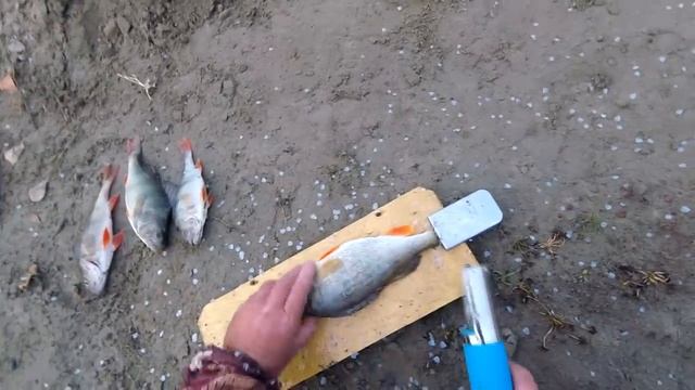 Самая быстрая чистка окуня.The fastest perch cleaning.