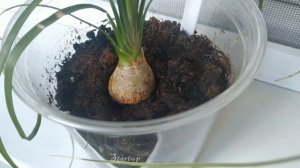 Нолина.Бокарнея.Бутылочное дерево.Экзотика дома.Экзотические растения.Пальма.Тропики.Startup42