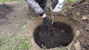 Посадка ХУРМЫ своими руками