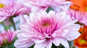 Три хризантемы....   НИКА