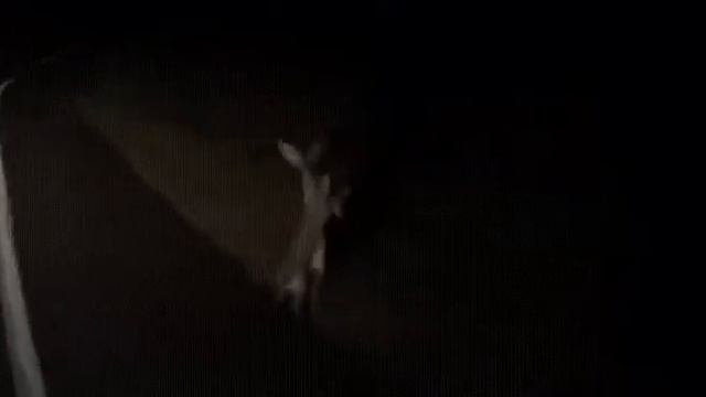 Странное поведение зайцев.