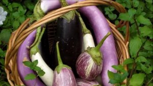 Выращивание Баклажанов в открытом грунте как бизнес идея