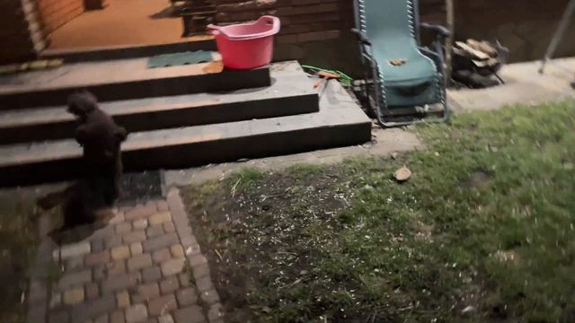 Dogs walking at night under bombing смотреть онлайн