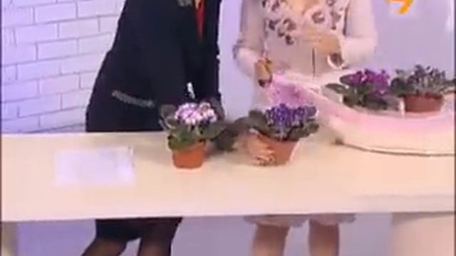 Gradinata.bg представя африканска теменужка по ТВ7 смотреть онлайн