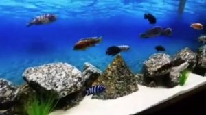 Рыбы цихлиды виды в аквариуме - cichlid fish species in the aquarium
