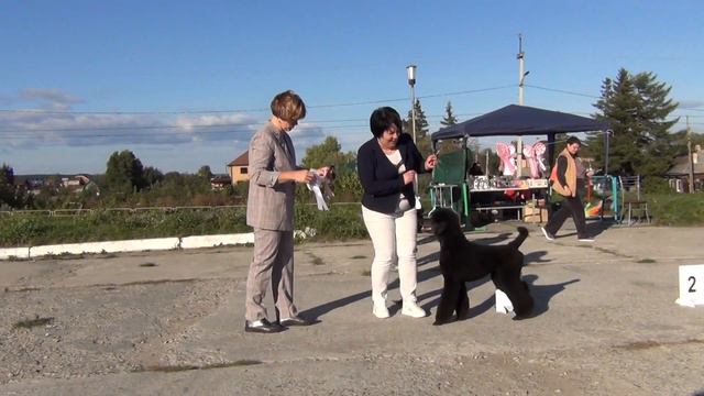 116.   06,09,2020 Моно пуделей г. Касли.  БЭСТ--лучший ветеран. смотреть онлайн