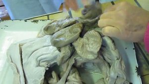 Яичники, матка