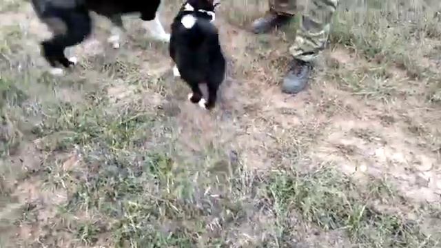 Наши Русско Европейские Лайки в Н.Новгороде. смотреть онлайн