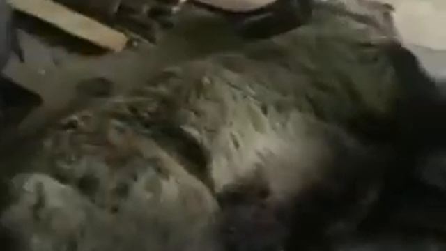 Люди с большим сердцем!!! Спасли оленя!!! смотреть онлайн