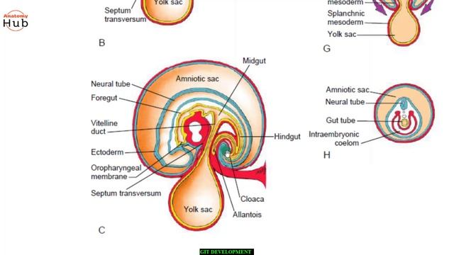 Development of GIT | Part 1 #AnatomyHub смотреть онлайн