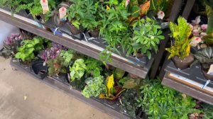 50% OFF plant finds! Getting a wishlist plant for sale! Plant Shopping at Local Lowes Big Box Store