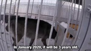 Alabai vs Real Canadian Wolf reaction test