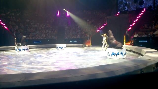 ЦИРК. Морские котики зажигают. смотреть онлайн