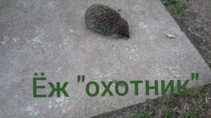 ЧТО ЕСТ ЁЖ.  ДАЧНЫЙ ЁЖИК ОХОТНИК