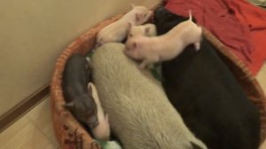 Малыши мини-пиги