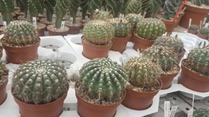 Нотокактусы в теплице.Какие бывают виды,видео для начинающих.Cacteen.355