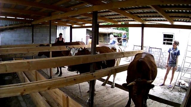 Где должны стоять коровы летом! смотреть онлайн