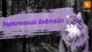 Курильский Бобтейл
