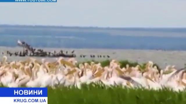 В Одесской области поселились розовые пеликаны смотреть онлайн