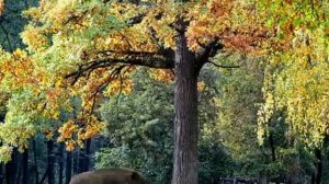 Свинья под дубом. Басня И. Крылова