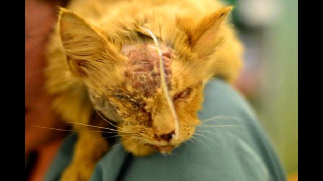 Ему не давали ни единого шанса на жизнь. То, что случилось потом, не что иное, как чудо! смотреть онлайн