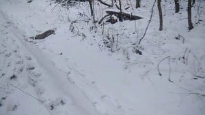 Охота с гончими на зайца.#охота#охотаназайца#охотасгончеми#